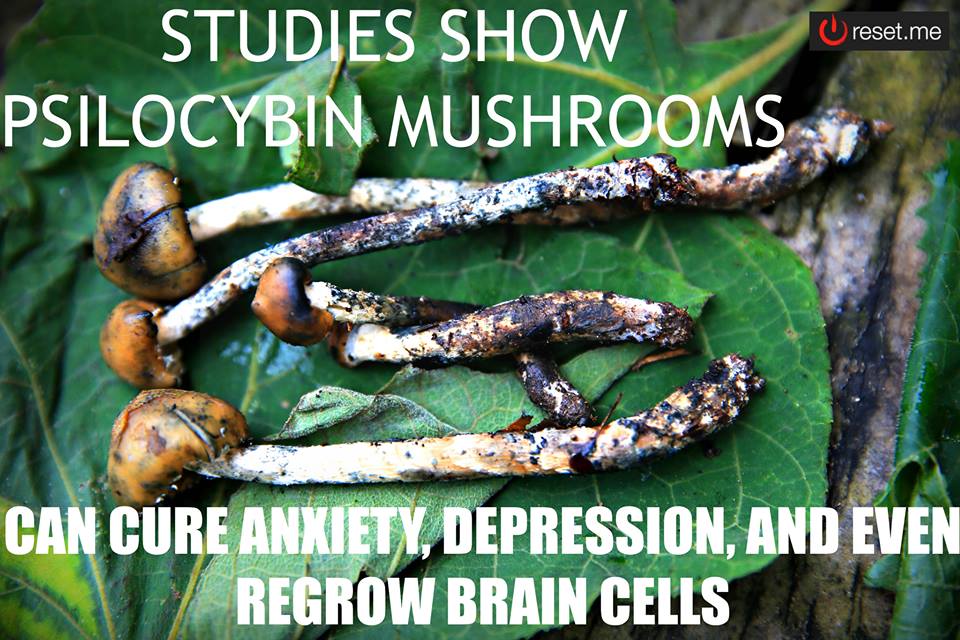 psilocybin mushrooms